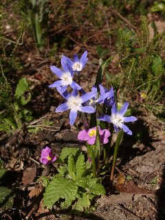 Chionodoxa, photo P. Chesnais