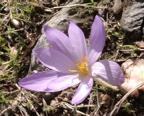 Crocus sp.