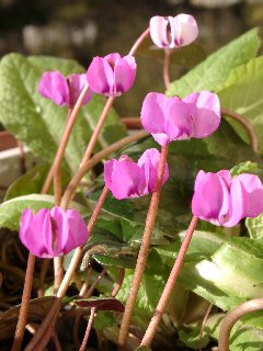 Cyclamen coum