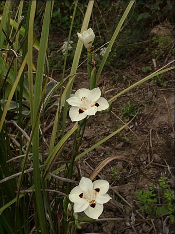 Dietes bicolor, photo P. Chesnais