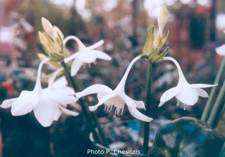 Eucharis amazonica