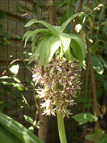 Eucomis bicolor, photo P. Chesnais