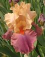 Iris 'Frimousse'