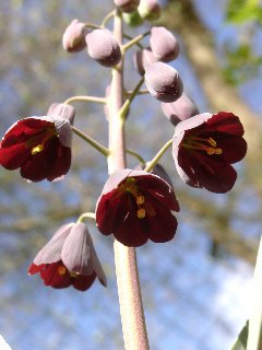 Fritillaria persica