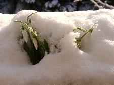 Galanthus