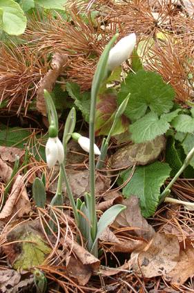 Galanthus elwesii