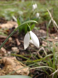 Galanthus elwesii