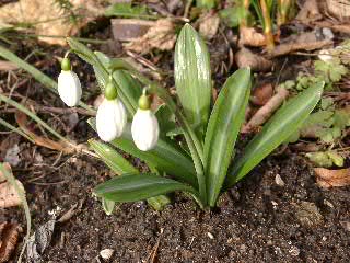 Galanthus plicatus 'Augustus'