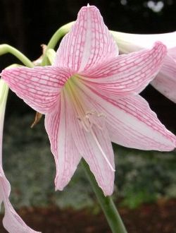 Hippeastrum reticulatum