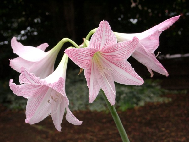 Hippeastrum reticulatum hybride