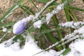 Iris unguicularis