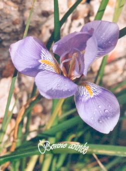 Iris unguicularis