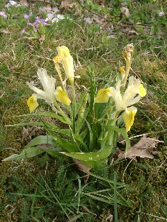 Iris bucharica