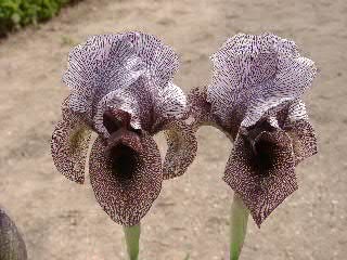 Iris de Suze, I. susiana