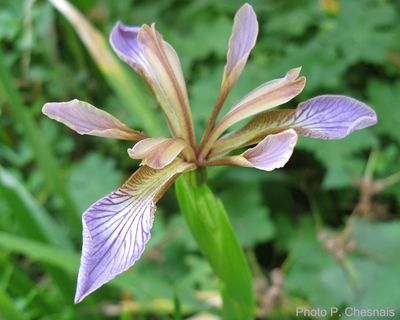 Iris foetidissima