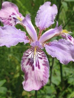 Iris milesii