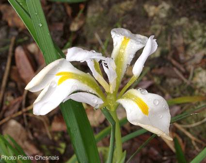 Iris unguicularis, fleurs