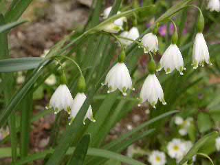 Leucojum aestivum