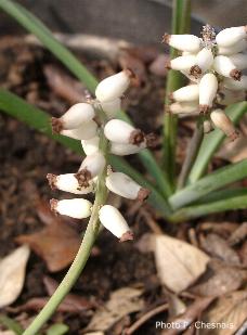 Muscarimia muscari