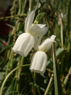 Narcisse des Glnan, Narcissus triandrus