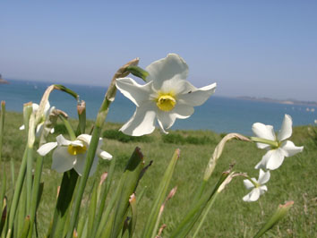 Narcissus medioluteus