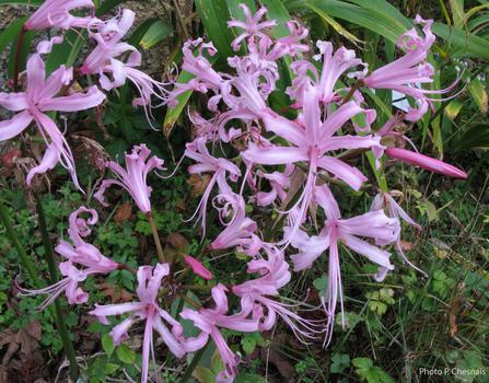 Nerine bowdenii, fleurs