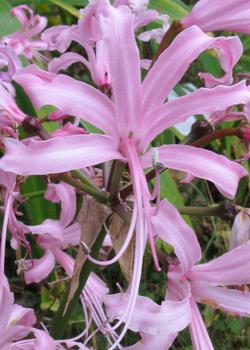 Nerine bowdenii, fleurs