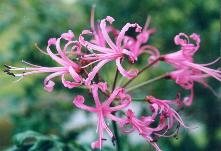 Nerine