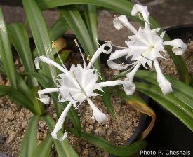 Pancratium zeylanicum