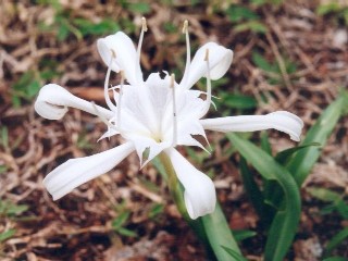 Pancratium zeylanicum, photo P. Chesnais
