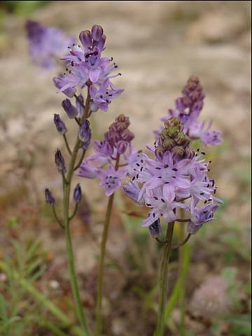 Scilla, photo P. Chesnais