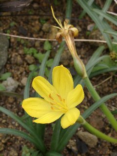 Sternbergia fisheriana