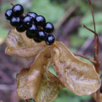 Fruit de Belamcanda