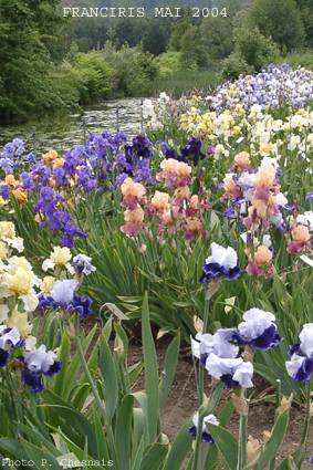 Le massif d'iris en fleur en mai 2004.