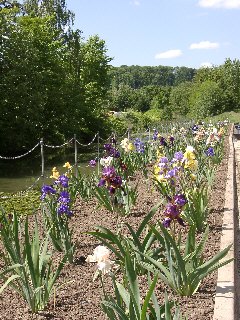 Iris en fleur