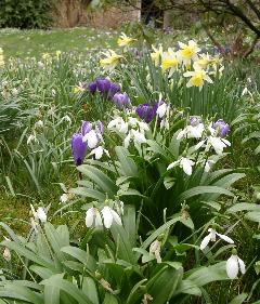jardin N. Prud'homme, Photo A.M. Chesnais Bulbes printaniers au jardin