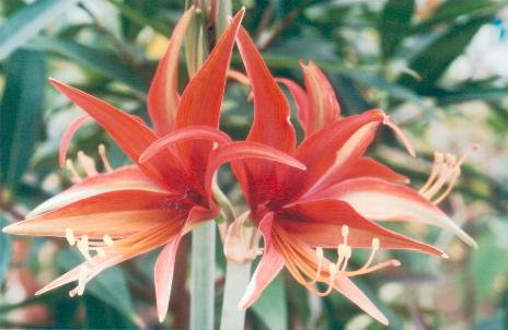 Hippeastrum