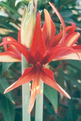 Hippeastrum hybride, photo x, Chevreloup