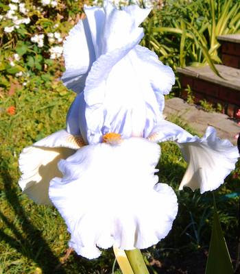 Iris 'Arlette Dalvard'