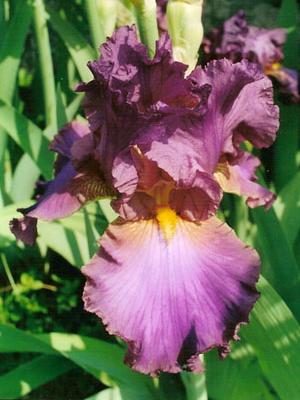 Iris 'Baldaquin'