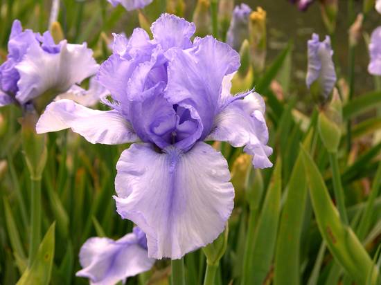 Iris 'Bye Bye Blues'