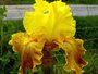 Iris 'Koumac'