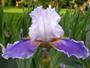 iris 'Mammy Blue'