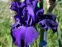 Iris 'Mlanie Bricard'