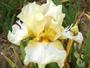 Iris 'Messire Lancelot'