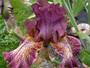 iris 'Reine de Cuers'