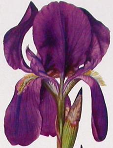 Iris germanica kochii