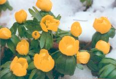 Eranthis hyemalis