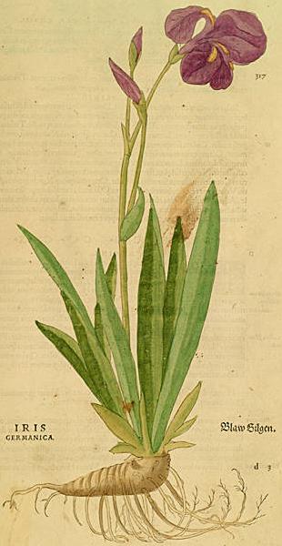 Iris germanica de Fuchs