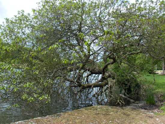 Un arbre remarquable du parc TECOMAH, photo Colette Grangier